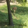 Zoo2013-0345