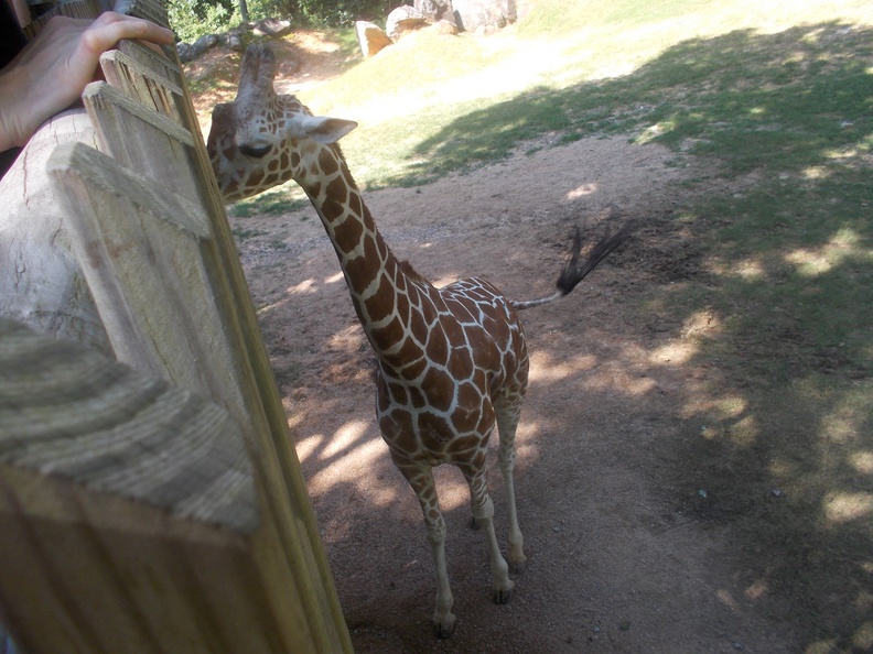 Zoo2013-0357.jpg