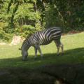 Zoo2013-0360