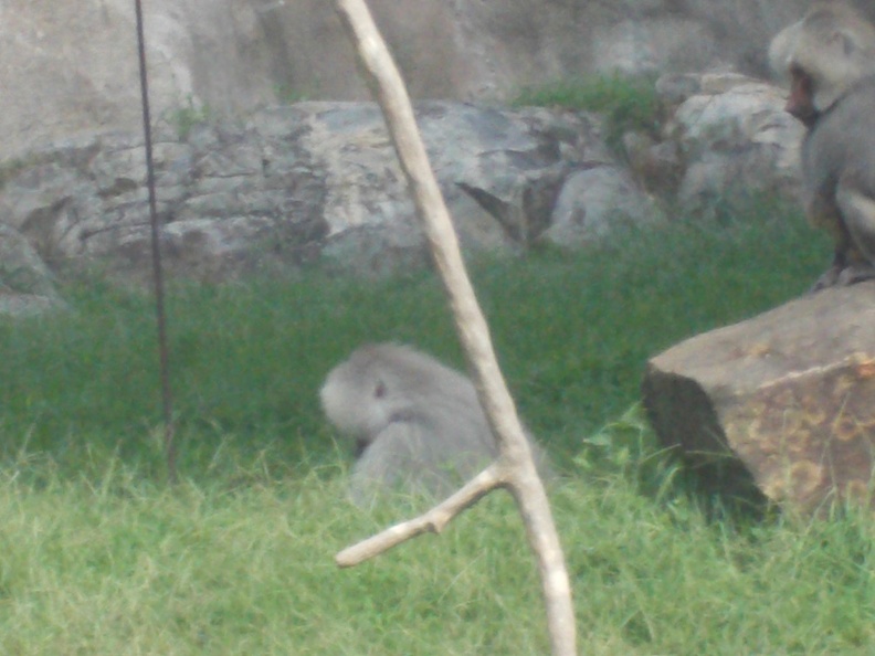 Zoo2013-0361.jpg