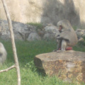 Zoo2013-0362