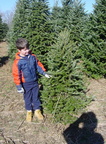 Christmas Trees 2002