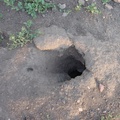Prairie dog hole