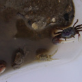 Miniature crabs