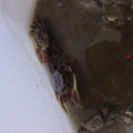 More mini crabs