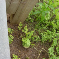 Roadside Watermelons