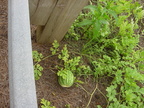 Roadside Watermelons